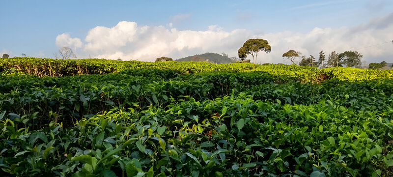 Fresh Green Tea Leaves in Pangalengan Tea Plantation, West Java