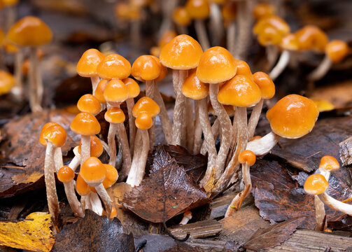 Snakeskin brownie fungi group
