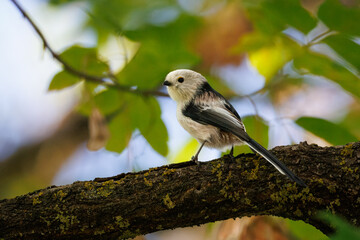 A close-up of a long-tailed tit (Aegithalos caudatus) perching on a branch, positioned perpendicular to the camera lens against a green leaves background on a sunny summer day. Wildlife photography © Mariia