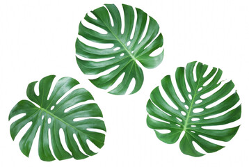 Three Green Monstera Deliciosa Leaves Isolated © Atreyee