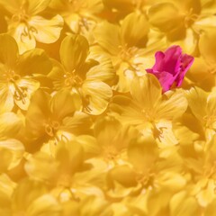 Fototapeta premium Bathukamma floral stack featuring yellow tangedu blossoms and a single magenta bloom on an ochre background for festive designs and banners