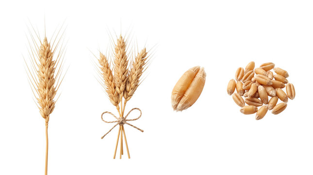Ripe golden wheat stalks and harvested grain kernels isolated on white background with wheat stalk wheat seeds white background