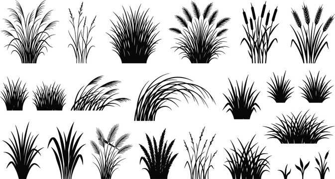 Wild Grass and Reed Silhouette Tuft Collection with Reeds Sedges and Ornamental Lawn Plants for Nature and Landscape Botanical Graphic Design
