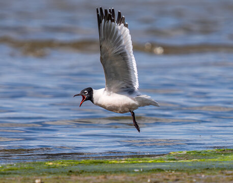 A Franklin's Gull excitedly calling out, revealing its colorful red mouth while sensing a threat to its territory during the breeding season.