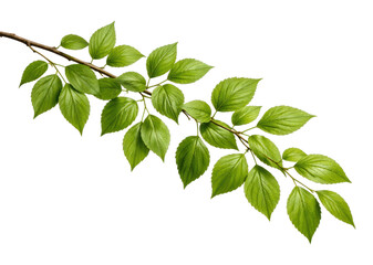Fototapeta premium PNG Vibrant green leaves branch