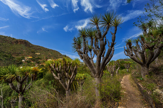 Scenic hiking trail lined with iconic dragon trees (Dracaena draco) in the lush mountain landscape of Gran Canaria, Canary Islands, Spain. 