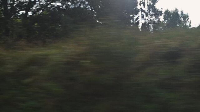 various views of nature outside a moving train window. Light filters through trees and bushes, creating soft contrasts in the scenery