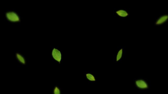 Blurred Green Leaves Foreground Overlay with Transparent Alpha Channel