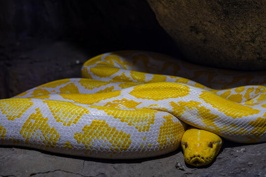 Close-up portrait of an albino Burmese python (Python bivittatus) resting on rocks, showcasing its striking yellow and white scales. Exotic reptile wildlife photographed in Gran Canaria, Spain.
