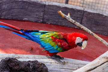 Colorful green-winged macaw (Ara chloropterus) perched on a wooden branch in Gran Canaria, Canary Islands, Spain. Vibrant tropical parrot with striking red, green, and blue plumage. © Randy