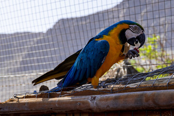 Blue-and-yellow macaw (Ara ararauna) perched on an aviary fence in Gran Canaria, Canary Islands, Spain. Vibrant tropical parrot displaying brilliant blue and golden plumage. © Randy