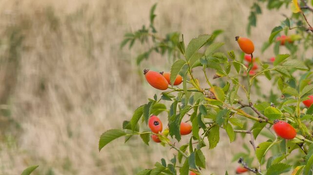 Wild rose hip bush with ripe red berries in a sunny field