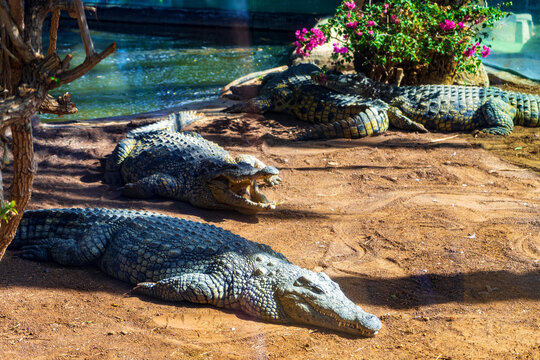 Large crocodiles resting on the sandy shore beside a lagoon in Gran Canaria, Canary Islands, Spain. A striking wildlife scene featuring powerful reptiles in a naturalistic habitat, ideal for travel.