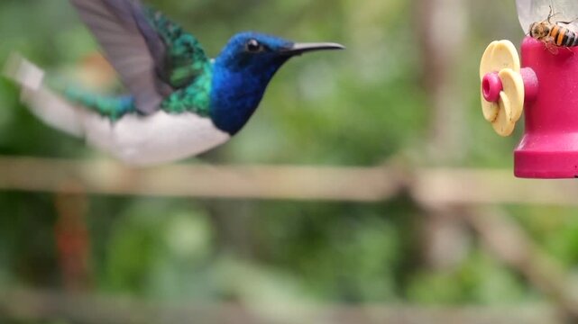 White Necked Jacobin (Florisuga mellivora) hummingbird in slow motion at a feeder near Mindo in Western Ecuador
