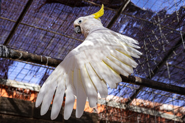White sulphur-crested cockatoo spreading its wings on a branch, showing elegant feathers and yellow crest in Gran Canaria, Spain. © Randy