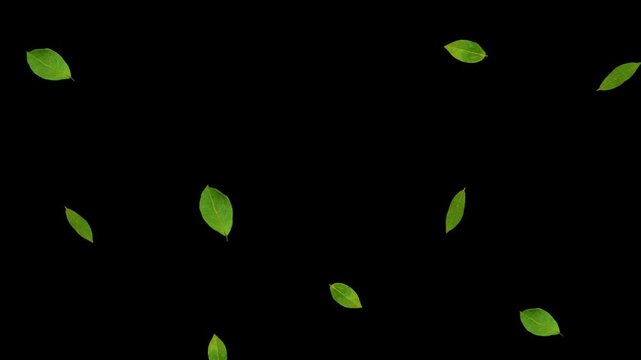 Animated green leaves moving through depth with transparent alpha channel. Natural foliage overlay for video editing, compositing, transitions, environmental scenes and motion graphics.