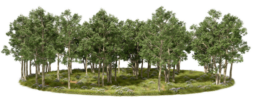 Woodland trees wildflower jungle grown cut out transparent backgrounds 3d render png file