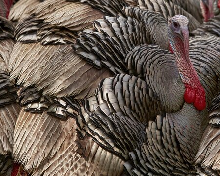 Bronze turkey plumage with iridescent flight feathers and a red caruncled head, showing rich textured patterns for natural background design