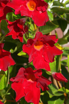 A close-up of a bright red Mandevilla a beautiful tropical vine from the dogbane family (Apocynaceae)