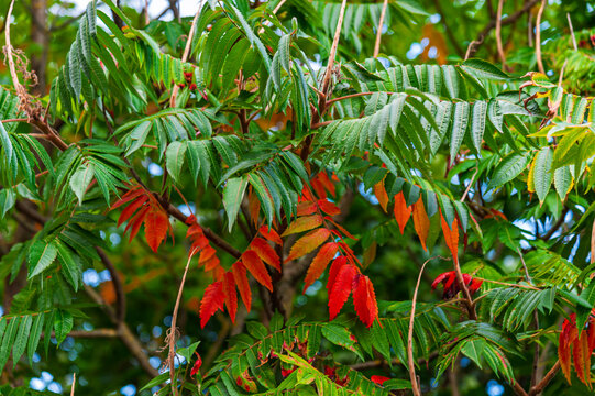Bright red and green pinnate leaves of staghorn sumac tree changing color in early autumn close up
