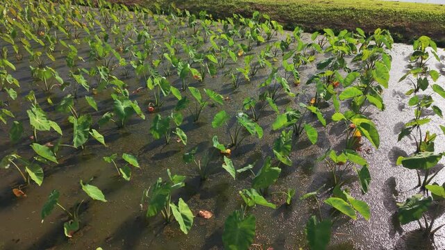 Aerial view of Taro cultivation in flooded fields, Princevlle, Kauai
