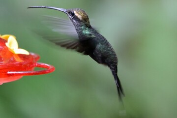 Long-billed hermit hummingbird hovering in midair near a red plastic feeder in cloudforest, Mindo, Ecuador © Christian