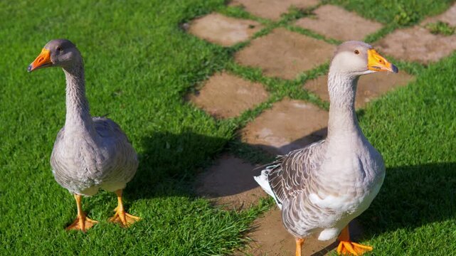Pair of domestic farm geese standing alert on green grass and a stone path in a sunny backyard - Two tame grey geese resting in a rural garden setting, agricultural poultry and homesteading concept