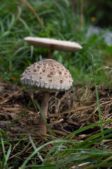 Czubajka kania rosnąca na leśnym podłożu Czubajka kania (Macrolepiota procera) rosnąca w naturalnym środowisku wśród traw i leśnej ściółki.  © MarcinRoj.Fotografia