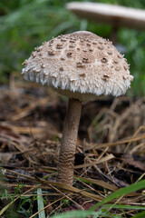 Czubajka kania rosnąca na leśnym podłożu Czubajka kania (Macrolepiota procera) rosnąca w naturalnym środowisku wśród traw i leśnej ściółki.  © MarcinRoj.Fotografia
