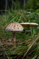 Czubajka kania rosnąca na leśnym podłożu Czubajka kania (Macrolepiota procera) rosnąca w naturalnym środowisku wśród traw i leśnej ściółki.  © MarcinRoj.Fotografia