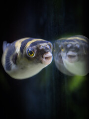 Tetraodon Pufferfish Swimming in Freshwater Aquarium © Intel