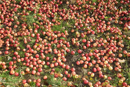 &Auml;pfel