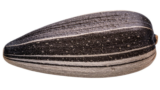 Single striped sunflower seed with textured shell, isolated on transparent background