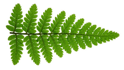 Vibrant green fern frond with intricate leaf structure, isolated on transparent background © Irina