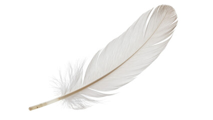 Delicate white bird feather with soft fluffy barbs, isolated on transparent background © Irina