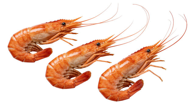 Three cooked orange prawns with long antennae, isolated on transparent background