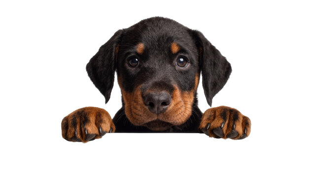 Adorable Rottweiler puppy peeking over a surface, isolated on transparent background
