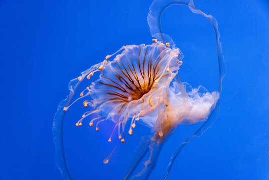 Translucent jellyfish swimming against a vibrant blue background