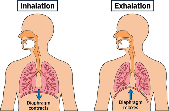 Human respiratory system diagram showing inhalation and exhalation mechanism with lungs and diaphragm vector illustration