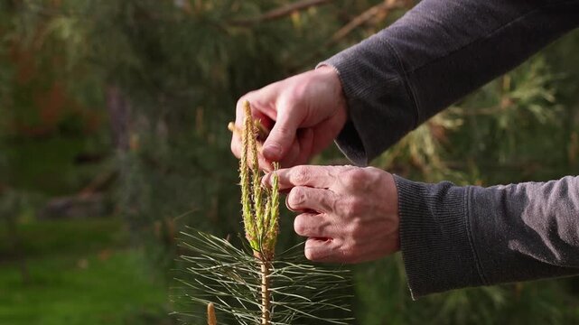 Hands Pinch And Trim New Green Pine Tree Candle Growth For Compact Shape In Sunny Garden Concept of Gardening and Tree Care