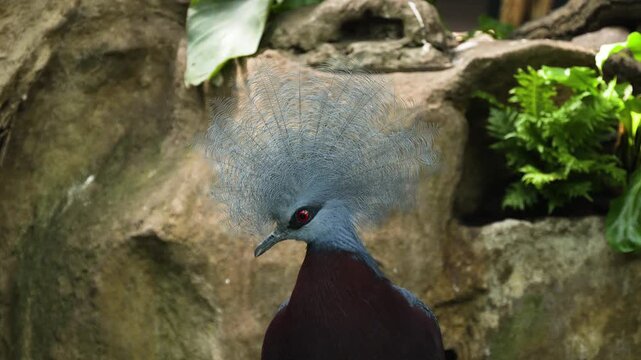 Close-up portrait of crowned pigeon (Goura victoria)