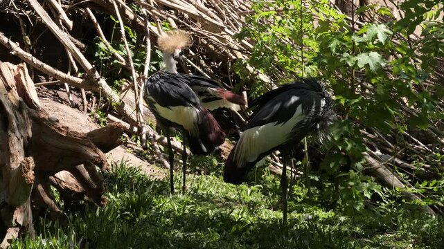 Grey crowned cranes (Balearica regulorum) preening
