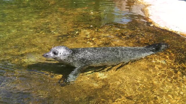 Harbor seal (Phoca vitulina) swimming in shallow water