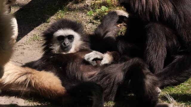 Close-up of lar gibbon (Hylobates lar) lying on ground