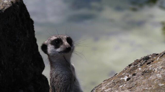 Close-up of meerkat (Suricata suricatta) behind rocks