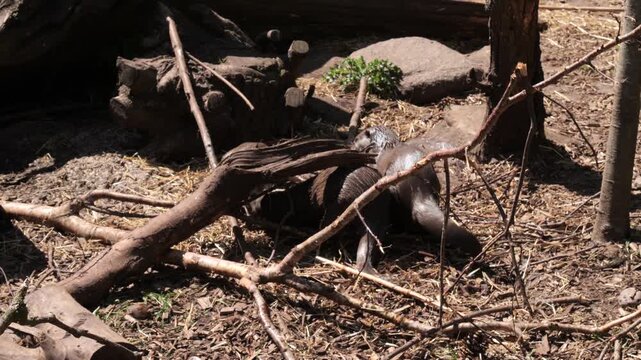 Group of otters (Lutra lutra) playing on ground
