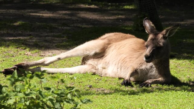 Wide shot of red kangaroo (Osphranter rufus) on grass