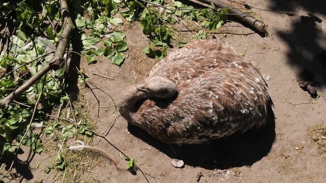 Top-down view of rhea bird (Rhea americana) resting
