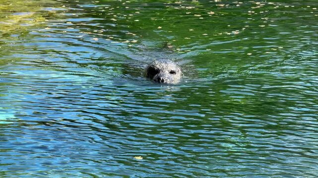 Medium shot of harbor seal (Phoca vitulina) in green water