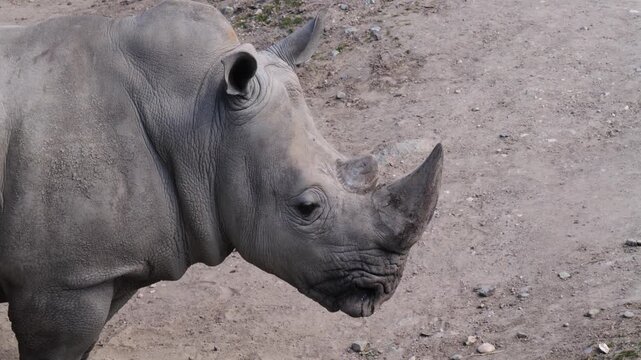Close-up of white rhinoceros (Ceratotherium simum)